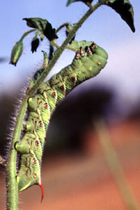 Hornworm